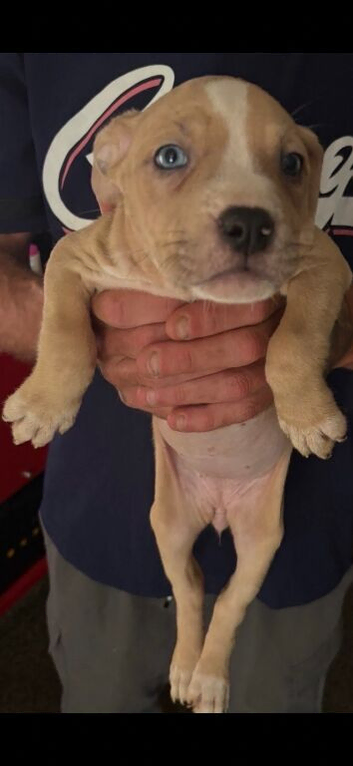 Pocket bully cross puppy&rsquo;s