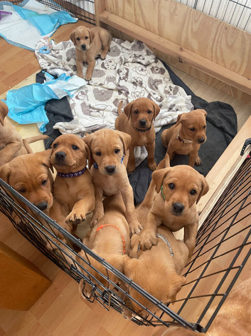 Stunning litter of fox red labradors