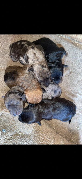 Jack Russell puppies