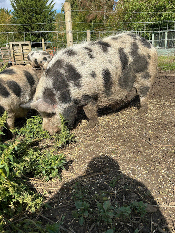 Kune Kune Intact Boar 1 Year old. Beautiful markings and great temperament!