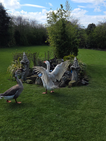Geese