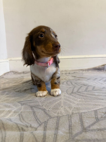Miniature Dachshund