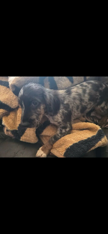 Cockerpoo male puppy