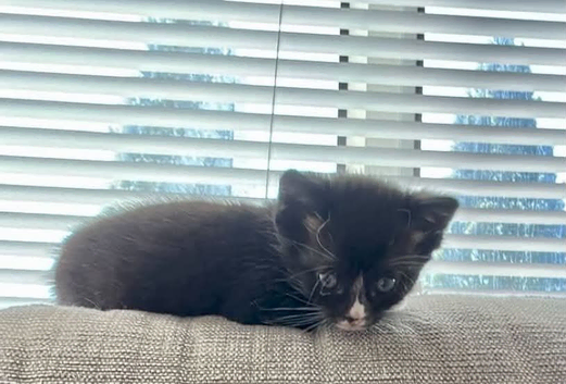 12 week old male kitten black and white &pound;40