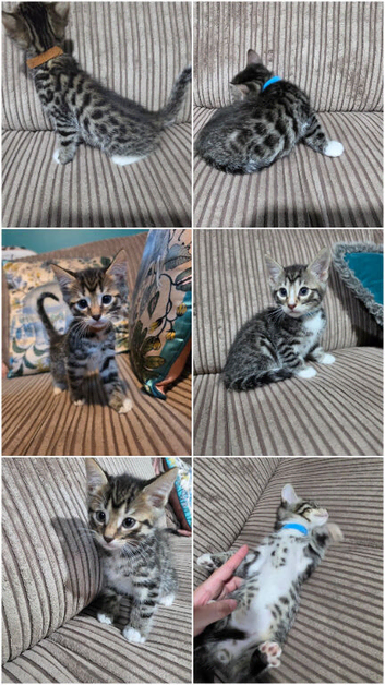 Bengal X DLH kittens READY NOW 2 males left