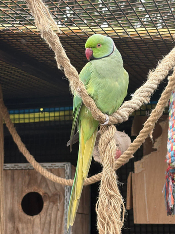 Male ringneck