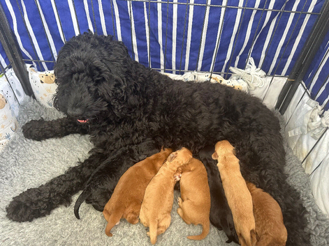 Adorable cockapoo puppies