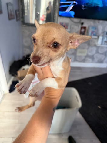 3 month old girl for sale