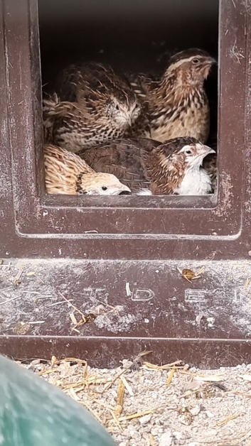 Male quail seeking retirement home
