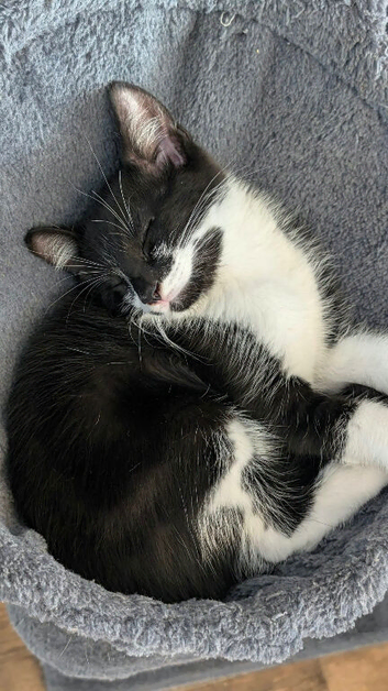 Kitten for sale