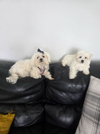 Maltese Puppy
