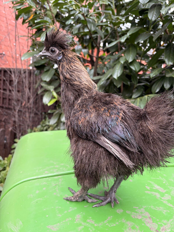 Silkie Chickens for sale in North East England | Freeads Pets