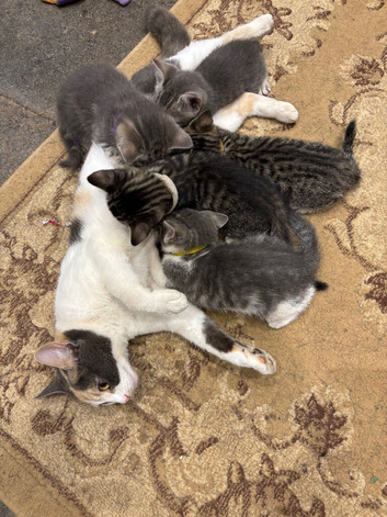 Gorgeous Female Kittens