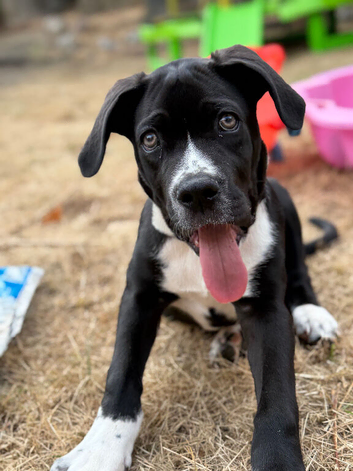 Male cane corso