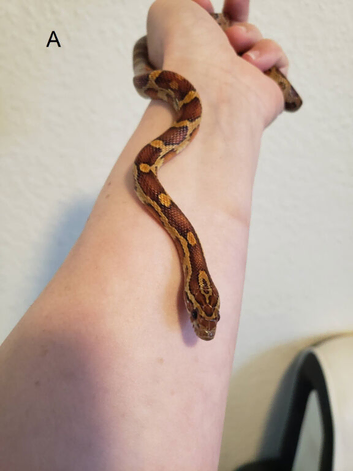 Juvenile corn snakes