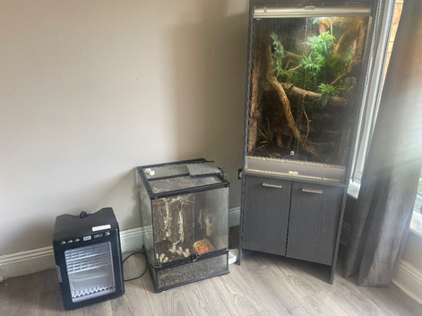 Green keel lizard full set up