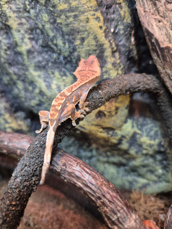 Young Crested Gecko