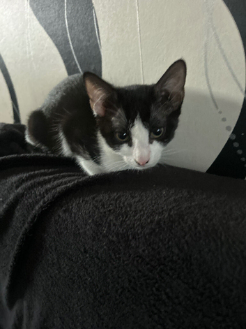 Beautiful friendly litter trained female