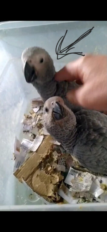 African grey babies