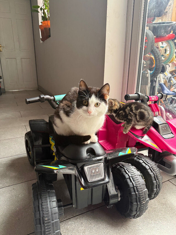 Cat for sale