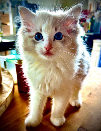 Ragdoll registered kittens ready NOW