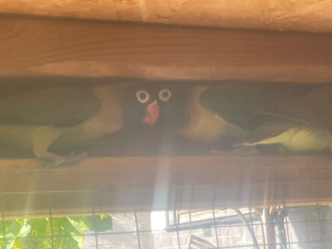 Young Masked Lovebirds