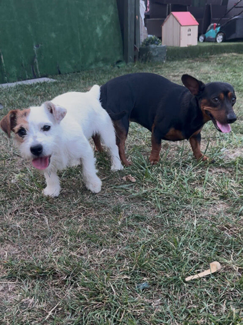 Jack high mix with jackshund