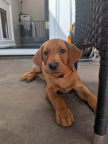 Last fox red KC registered Boy Left