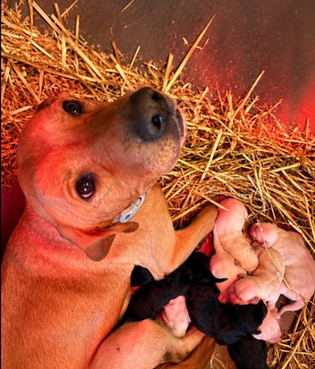 KC registered puppies