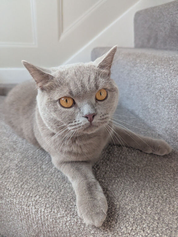 Lilac British shorthair