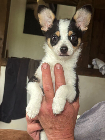 Papillion x chihuahua