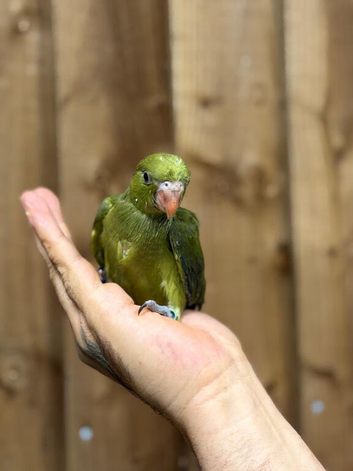 Baby Green ringneck parrots
