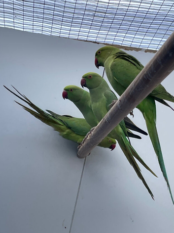 Indian Ringneck