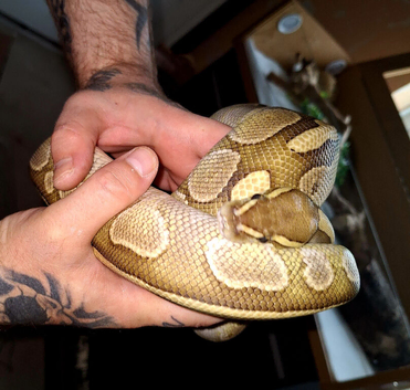 Butter morph