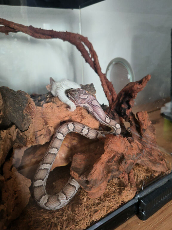 2 year old corn snake with setup
