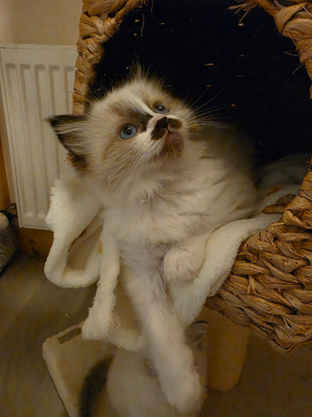 Beautiful pedigree female ragdoll kitten