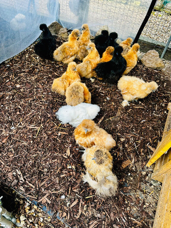 POINT OF LAY HENS - VARIOUS BREEDS - READY NOW