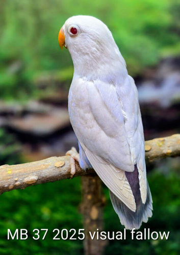 Dilutes and fallow lovebirds