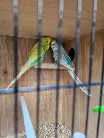Bonded Budgie Pair For Sale