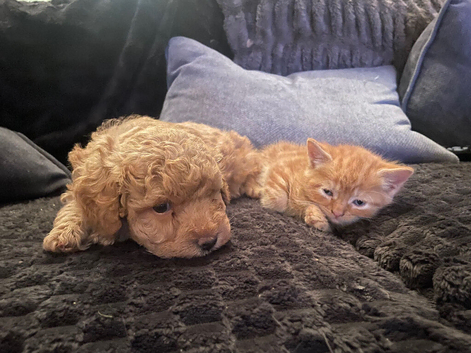 Four Ginger Bengal kittens