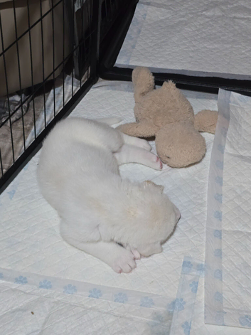 American Akita x Siberian Husky