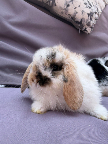Lovely soft fluffy friendly mini lops