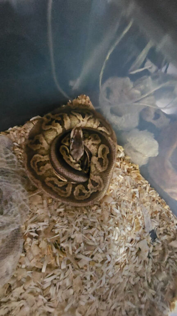 Hi I have a royal python for sale