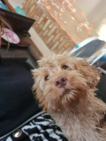 Cockapoo