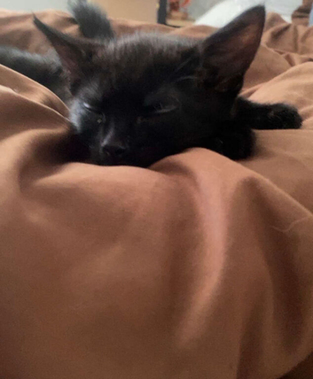 9 Week old kitten + Cat tree + food +litter tray and huge bag of litter