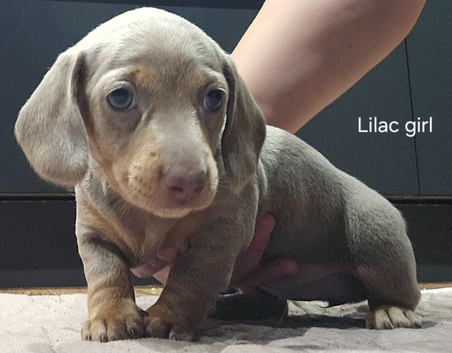 4 beautiful miniature daschund puppies for sale. From &pound;700.