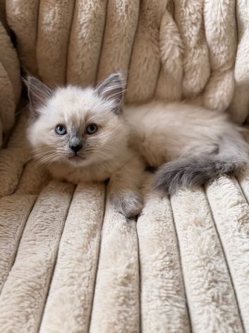RAGDOLL KITTENS