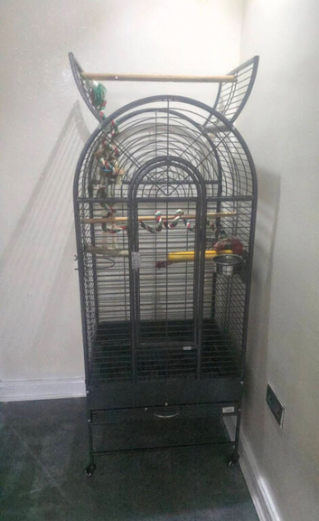 Alexandra parrot 6months old male including open top Liberta cage with bawls and accessories fully hand tamed &pound;650