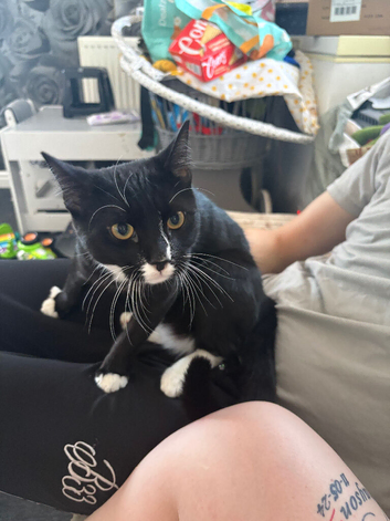 male cat