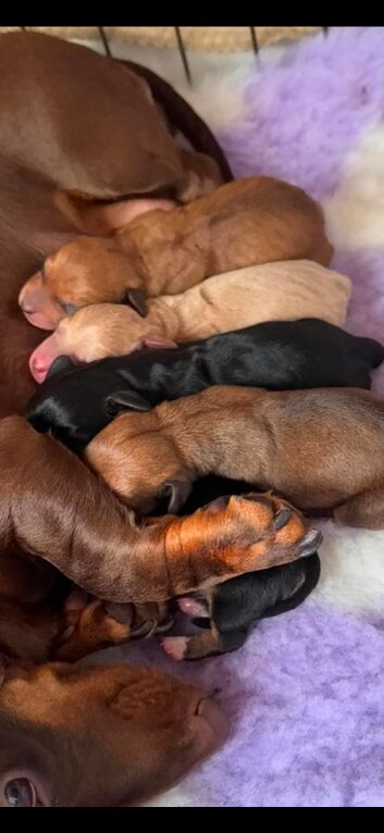 KC registered MINI DACHUNDS